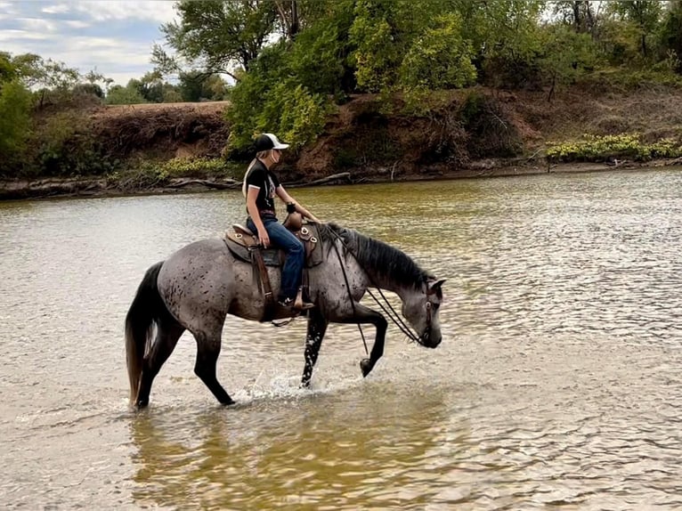 American Quarter Horse Castrone 8 Anni 155 cm Grigio pezzato in Ravenna TX