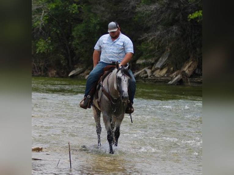 American Quarter Horse Castrone 8 Anni 155 cm Grigio in STEPHENVILLE, TX