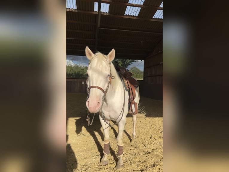 American Quarter Horse Castrone 8 Anni 155 cm Grigio in Liederbach am Taunus