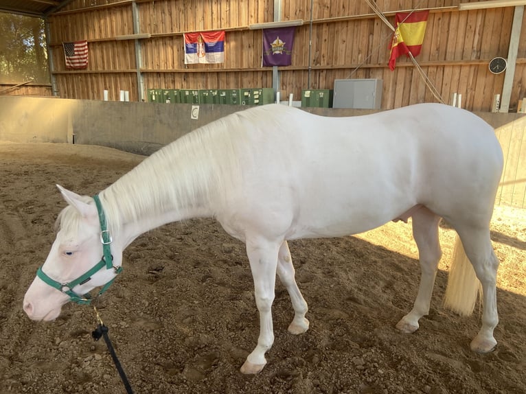 American Quarter Horse Castrone 8 Anni 155 cm Grigio in Liederbach am Taunus