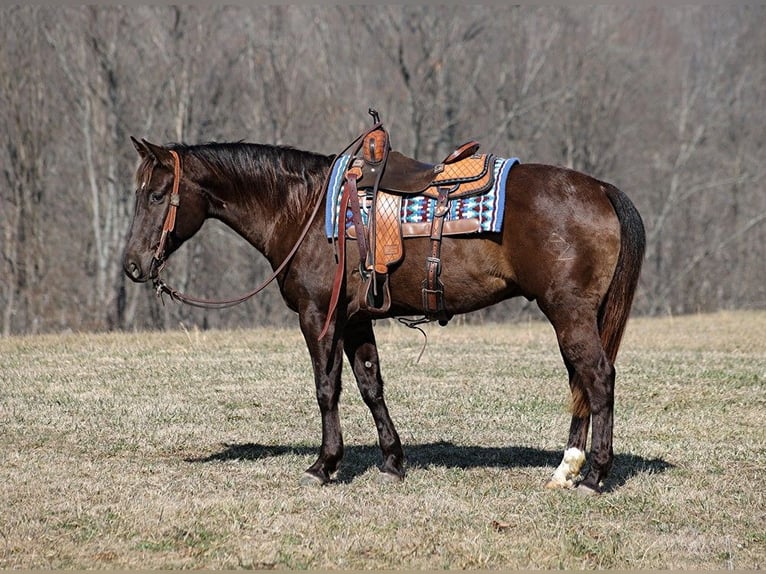 American Quarter Horse Castrone 8 Anni 155 cm Grullo in Level Green Ky