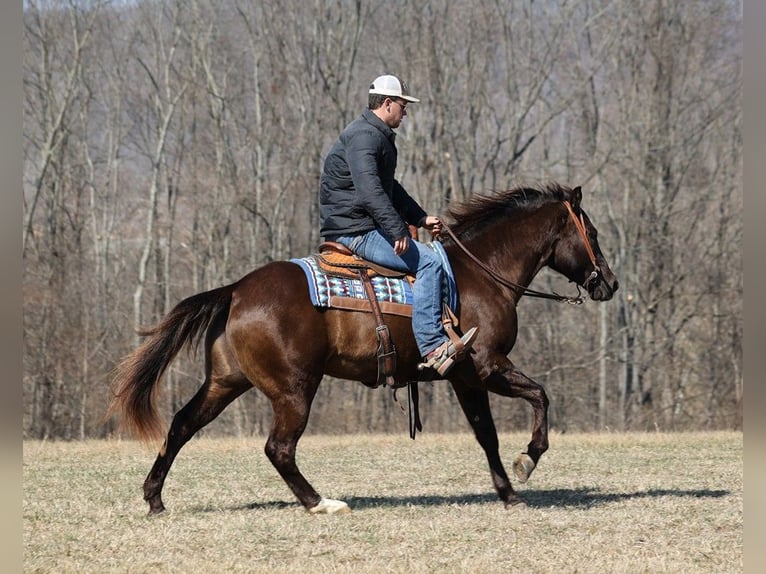 American Quarter Horse Castrone 8 Anni 155 cm Grullo in Level Green Ky