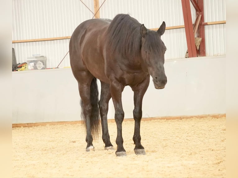 American Quarter Horse Castrone 8 Anni 155 cm Morello in Fresno, OH