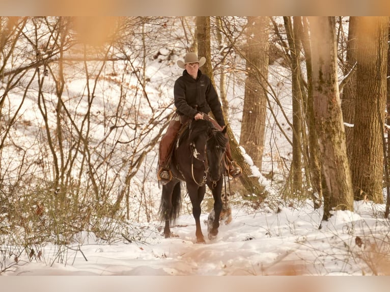 American Quarter Horse Castrone 8 Anni 155 cm Morello in Fresno, OH