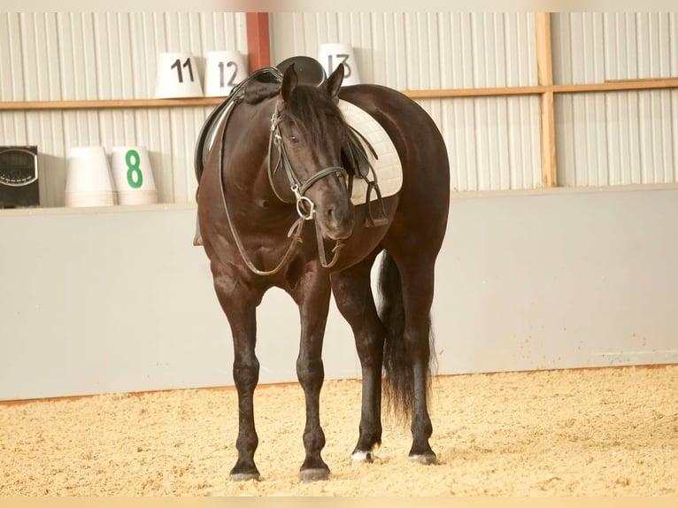 American Quarter Horse Castrone 8 Anni 155 cm Morello in Fresno, OH