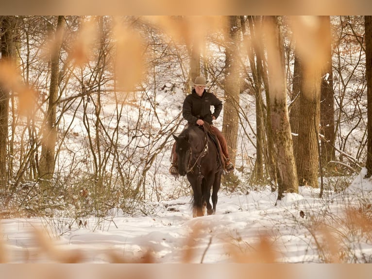 American Quarter Horse Castrone 8 Anni 155 cm Morello in Fresno, OH