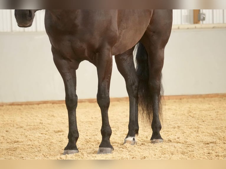 American Quarter Horse Castrone 8 Anni 155 cm Morello in Fresno, OH