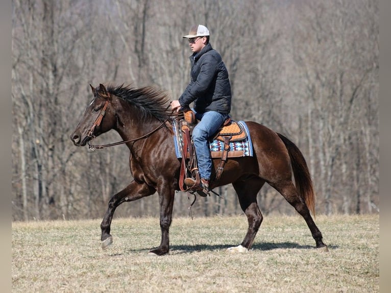 American Quarter Horse Castrone 8 Anni 155 cm Morello in Mount Vernon