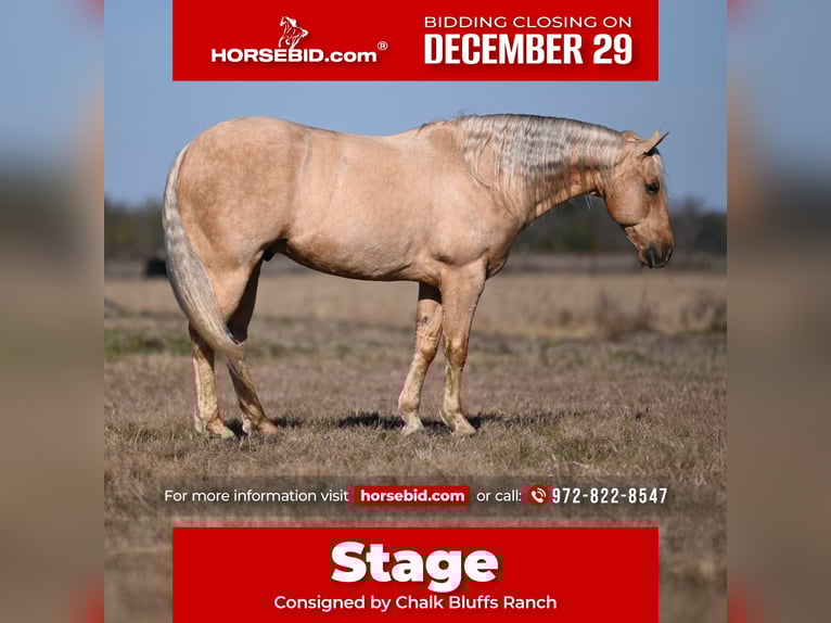 American Quarter Horse Castrone 8 Anni 155 cm Palomino in Mount Pleasant