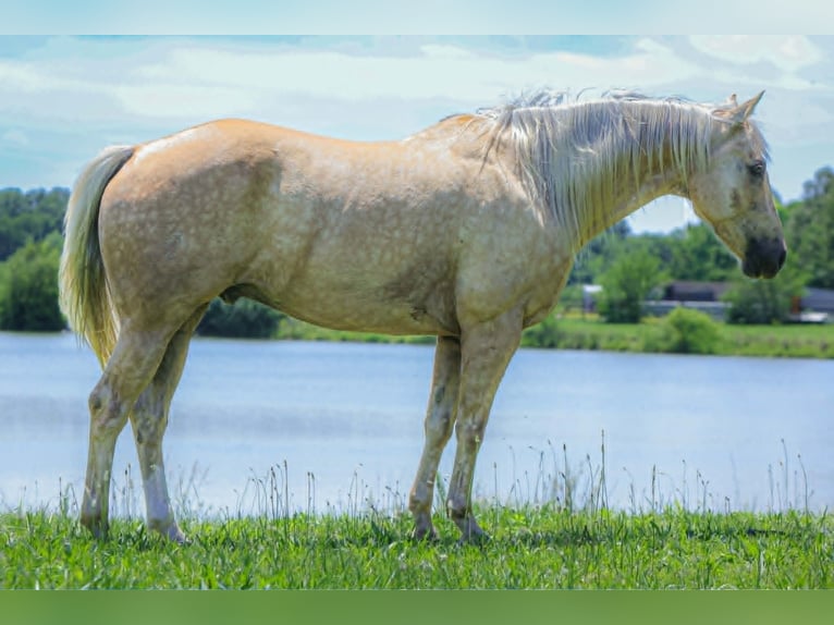 American Quarter Horse Castrone 8 Anni 155 cm Palomino in Salem