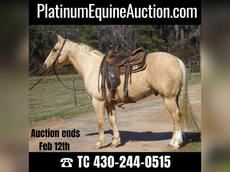 American Quarter Horse Castrone 8 Anni 155 cm Palomino in Rusk TX