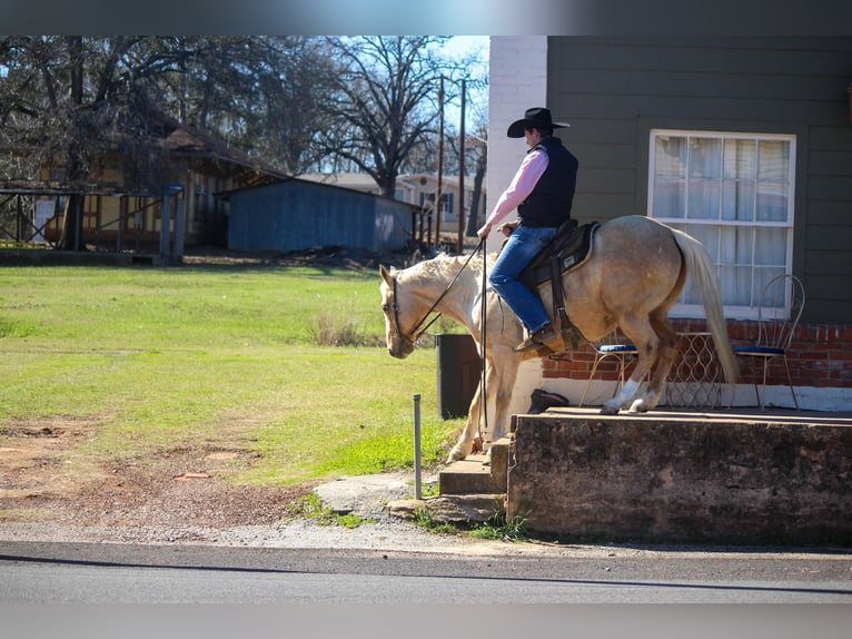 American Quarter Horse Castrone 8 Anni 155 cm Palomino in Rusk TX