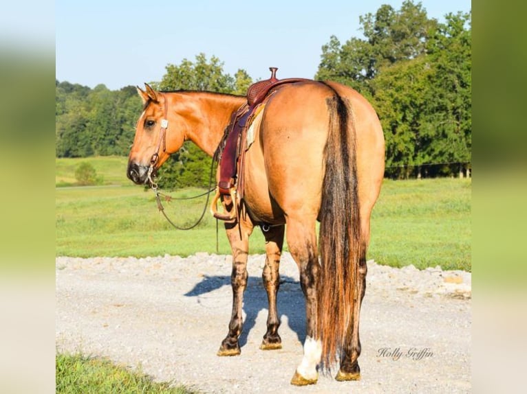 American Quarter Horse Castrone 8 Anni 155 cm Pelle di daino in Greenville, KY