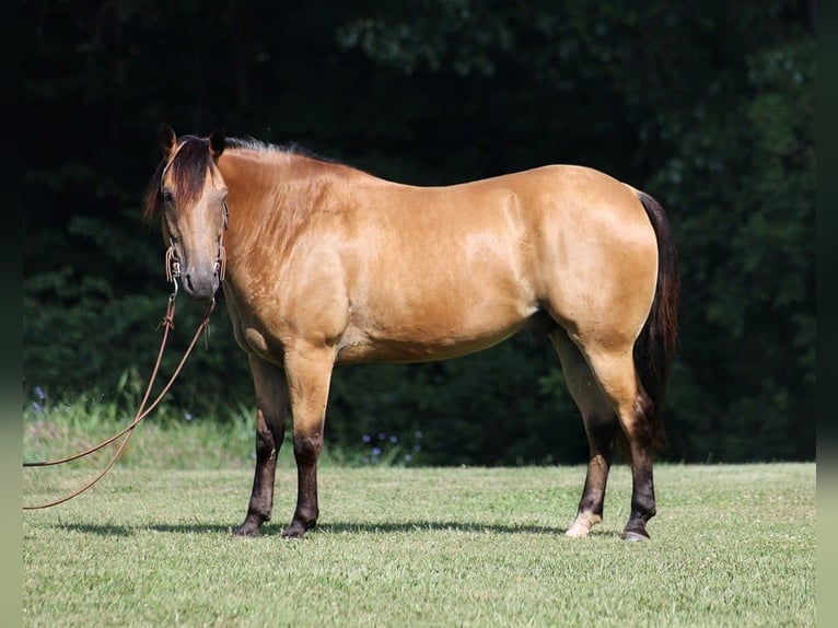 American Quarter Horse Castrone 8 Anni 155 cm Pelle di daino in Level Green KY