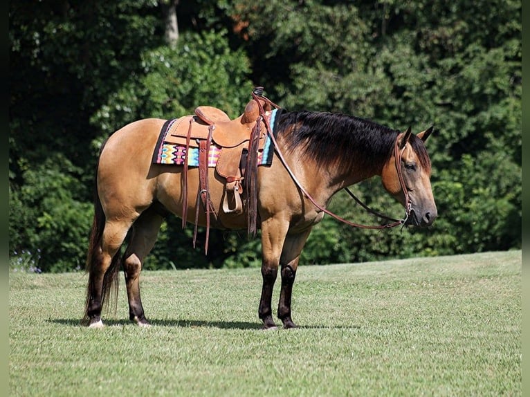 American Quarter Horse Castrone 8 Anni 155 cm Pelle di daino in Level Green KY