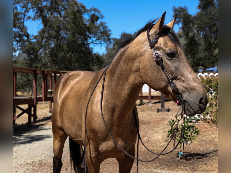 American Quarter Horse Castrone 8 Anni 155 cm Pelle di daino in Valley Springs, CA