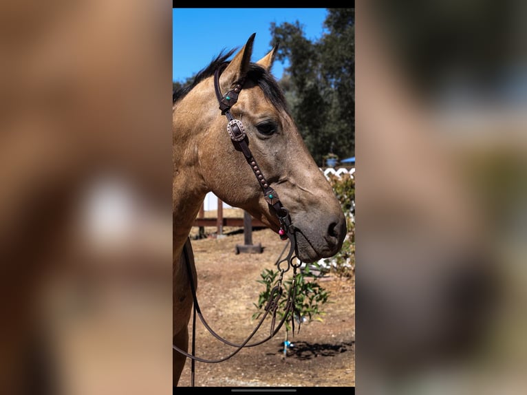 American Quarter Horse Castrone 8 Anni 155 cm Pelle di daino in Valley Springs, CA