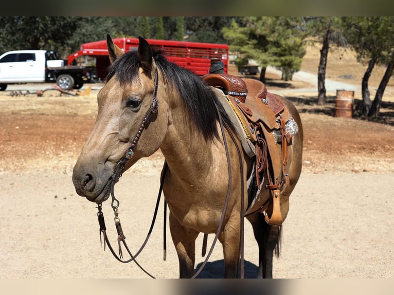 American Quarter Horse Castrone 8 Anni 155 cm Pelle di daino in Valley Springs, CA