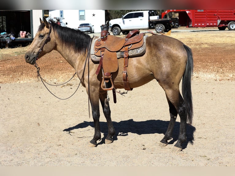 American Quarter Horse Castrone 8 Anni 155 cm Pelle di daino in Valley Springs, CA