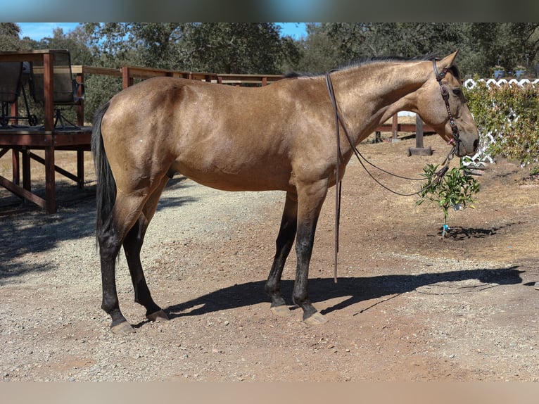 American Quarter Horse Castrone 8 Anni 155 cm Pelle di daino in Valley Springs, CA