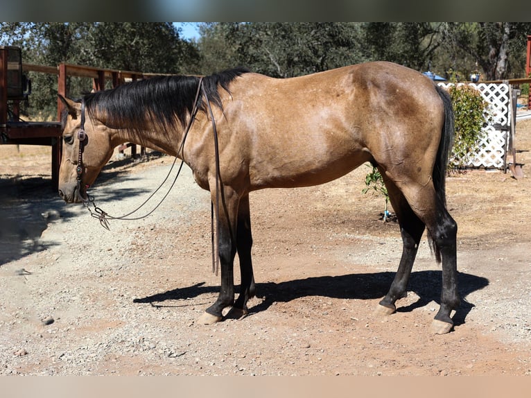 American Quarter Horse Castrone 8 Anni 155 cm Pelle di daino in Valley Springs, CA