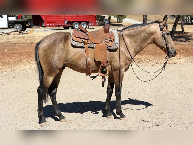 American Quarter Horse Castrone 8 Anni 155 cm Pelle di daino in Valley Springs, CA