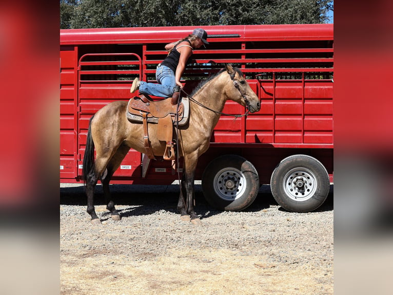 American Quarter Horse Castrone 8 Anni 155 cm Pelle di daino in Valley Springs, CA