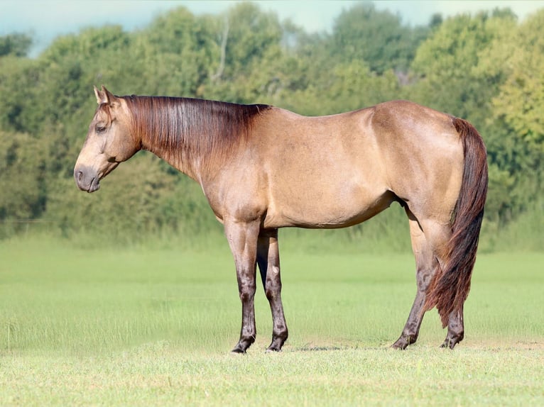 American Quarter Horse Castrone 8 Anni 155 cm Pelle di daino in Athens