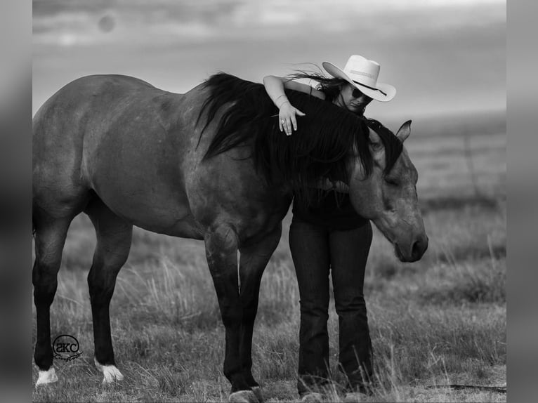 American Quarter Horse Castrone 8 Anni 155 cm Pelle di daino in Canyon, TX