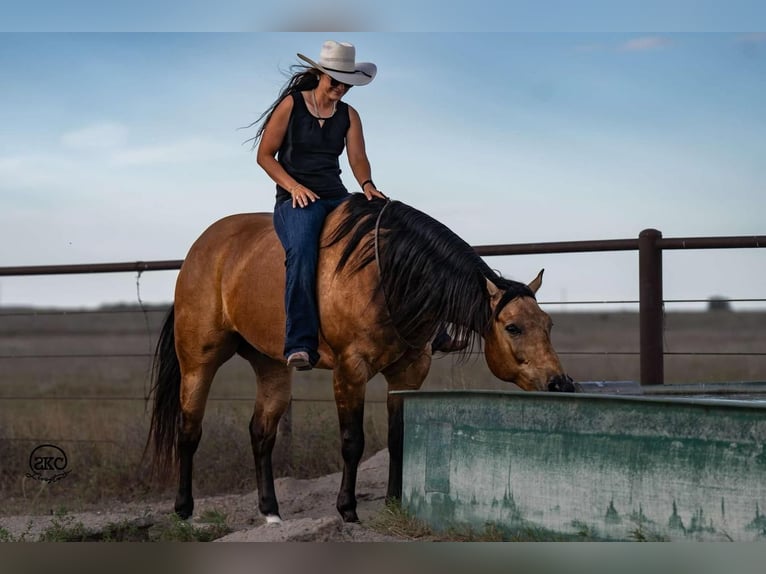 American Quarter Horse Castrone 8 Anni 155 cm Pelle di daino in Canyon, TX