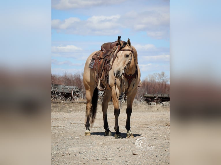 American Quarter Horse Castrone 8 Anni 155 cm Pelle di daino in Cody