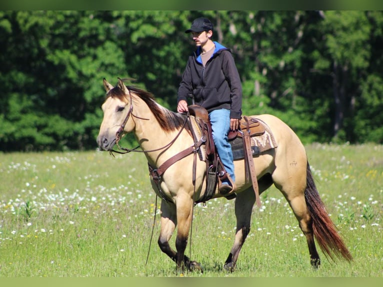 American Quarter Horse Castrone 8 Anni 155 cm Pelle di daino in Claion, PA