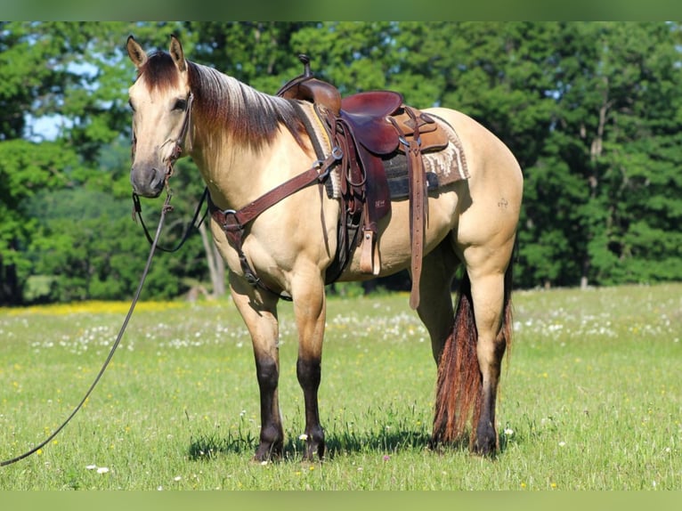 American Quarter Horse Castrone 8 Anni 155 cm Pelle di daino in Claion, PA