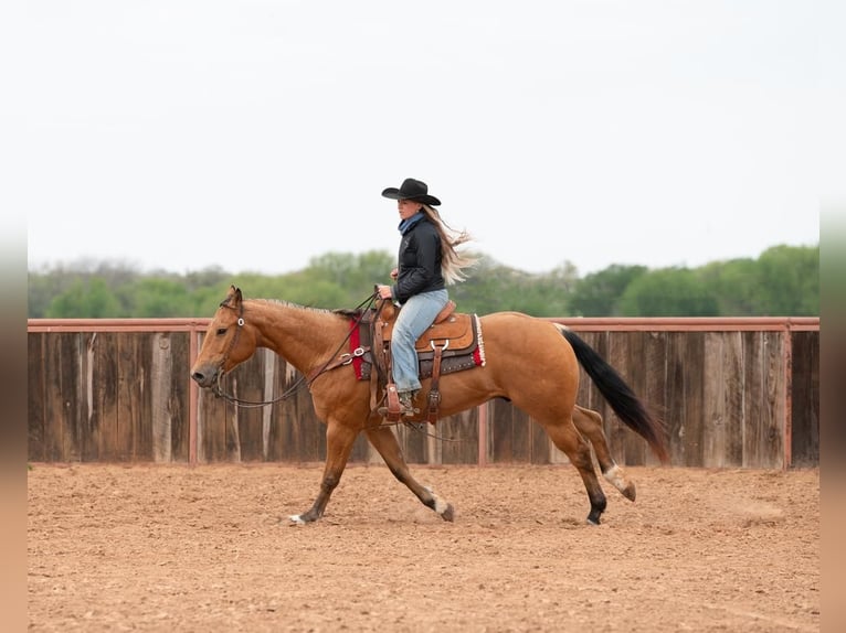 American Quarter Horse Castrone 8 Anni 155 cm Pelle di daino in Weatherford, TX