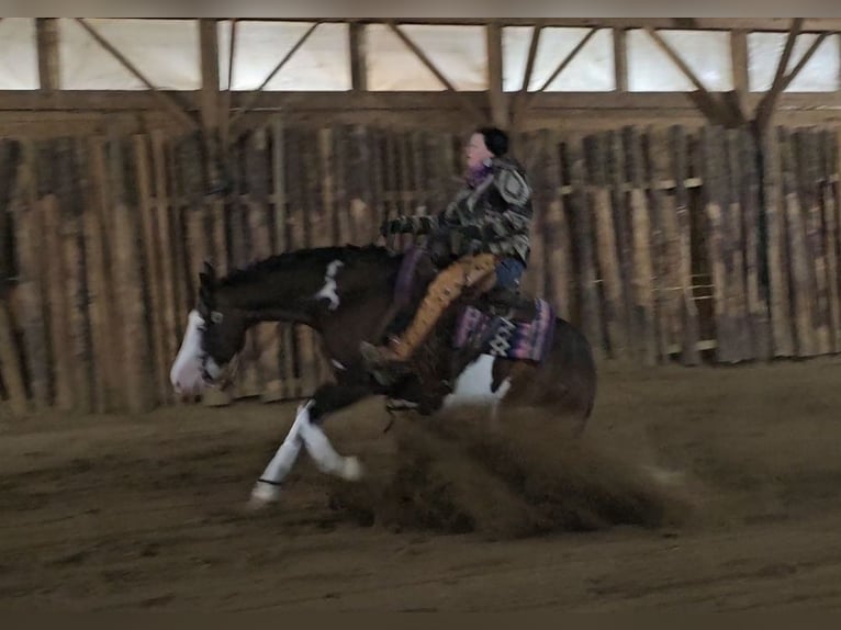 American Quarter Horse Castrone 8 Anni 155 cm in Robards, KY