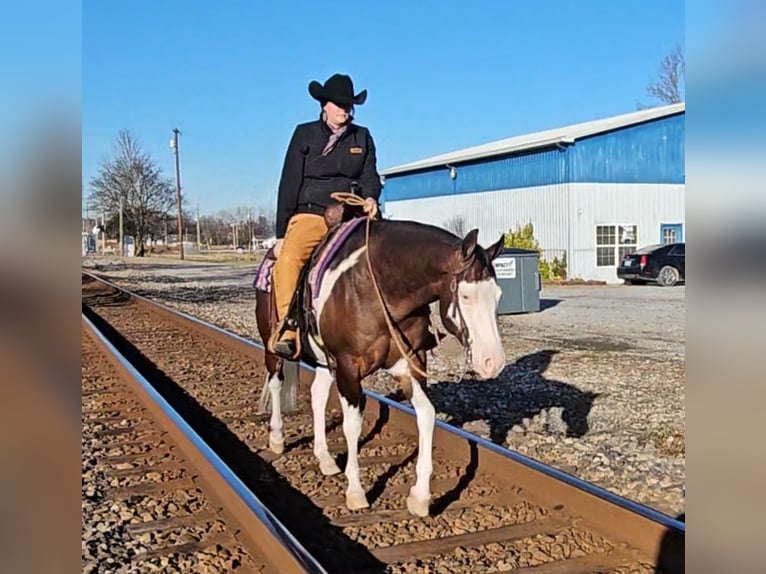 American Quarter Horse Castrone 8 Anni 155 cm in Robards, KY