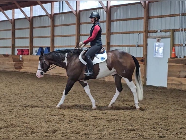 American Quarter Horse Castrone 8 Anni 155 cm in Robards, KY