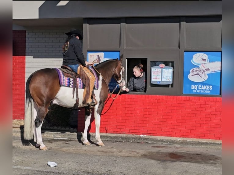 American Quarter Horse Castrone 8 Anni 155 cm in Robards, KY