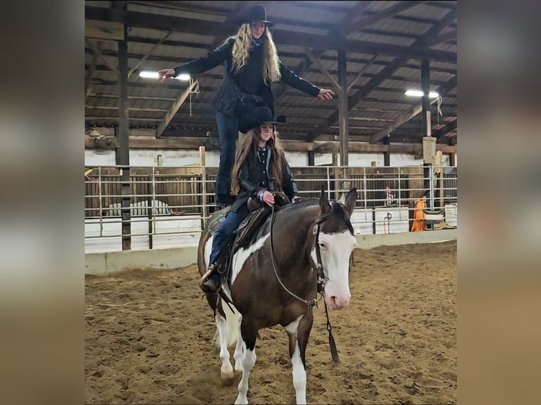 American Quarter Horse Castrone 8 Anni 155 cm in Robards, KY