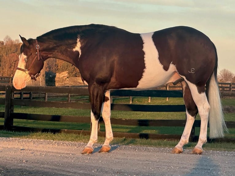 American Quarter Horse Castrone 8 Anni 155 cm in Robards, KY