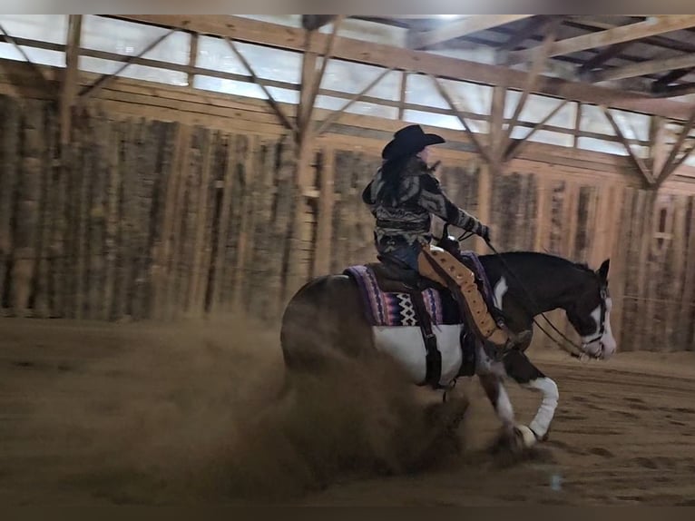 American Quarter Horse Castrone 8 Anni 155 cm in Robards, KY