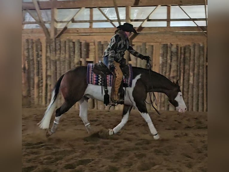 American Quarter Horse Castrone 8 Anni 155 cm in Robards, KY