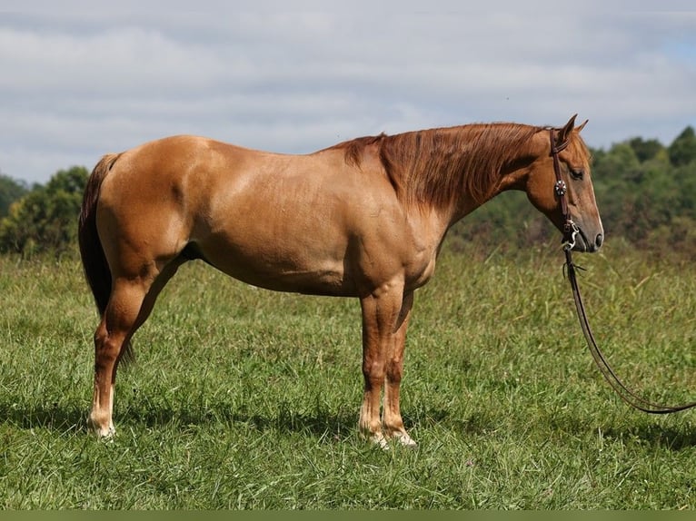 American Quarter Horse Castrone 8 Anni 155 cm Red dun in Somerset, KY
