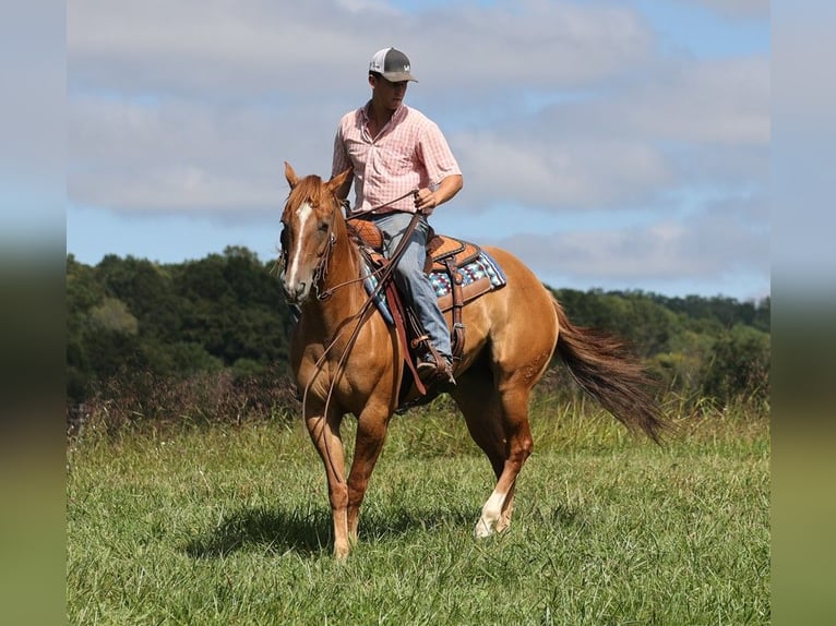 American Quarter Horse Castrone 8 Anni 155 cm Red dun in Somerset, KY