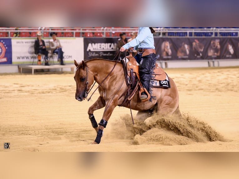 American Quarter Horse Castrone 8 Anni 155 cm Red dun in Markt Indersdorf