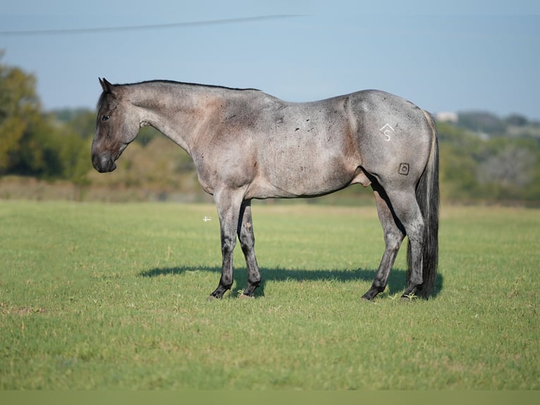 American Quarter Horse Castrone 8 Anni 155 cm Roano blu in Weatherford, TX