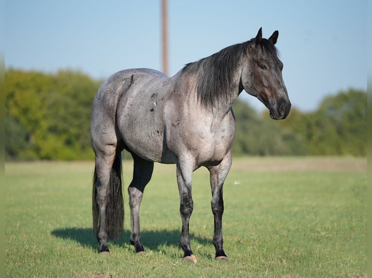 American Quarter Horse Castrone 8 Anni 155 cm Roano blu in Weatherford, TX