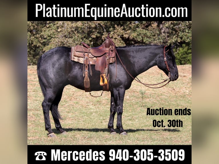 American Quarter Horse Castrone 8 Anni 155 cm Roano blu in Cleburne, TX