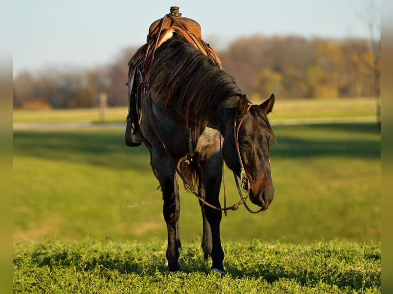 American Quarter Horse Castrone 8 Anni 155 cm Roano blu in Lewistown IL