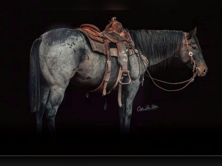 American Quarter Horse Castrone 8 Anni 155 cm Roano blu in Lewistown IL